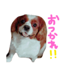 我が家のアイドル キャメル（個別スタンプ：5）