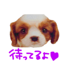 我が家のアイドル キャメル（個別スタンプ：14）