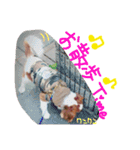 我が家のアイドル キャメル（個別スタンプ：15）