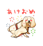 たくもこさんちのワンちゃんスタンプ（個別スタンプ：13）