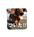ちっぷ倶楽部（個別スタンプ：11）
