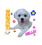 我が家の雪ちゃん第2弾（個別スタンプ：2）