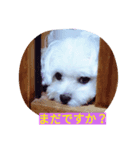 我が家の雪ちゃん第2弾（個別スタンプ：5）