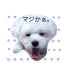 我が家の雪ちゃん第2弾（個別スタンプ：6）