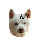 白柴しろまる。（個別スタンプ：9）