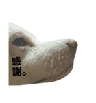 白柴しろまる。（個別スタンプ：13）