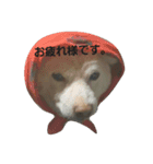 白柴しろまる。（個別スタンプ：14）