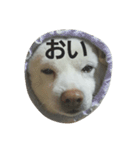 白柴しろまる。（個別スタンプ：15）