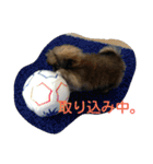 ペキ 音丸くんのスタンプ（個別スタンプ：1）