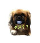 ペキ 音丸くんのスタンプ（個別スタンプ：6）