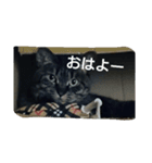 suzuneko3（個別スタンプ：1）
