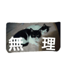 suzuneko3（個別スタンプ：4）