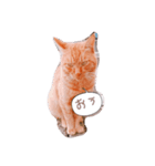 茶色猫の茶ちゃん（個別スタンプ：23）