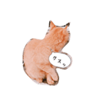 茶色猫の茶ちゃん（個別スタンプ：25）