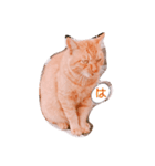 茶色猫の茶ちゃん（個別スタンプ：31）