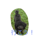世界一かわいいモップと仲間たち（個別スタンプ：1）