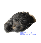 世界一かわいいモップと仲間たち（個別スタンプ：7）
