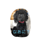 世界一かわいいモップと仲間たち（個別スタンプ：9）