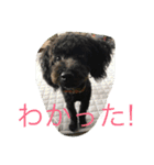 世界一かわいいモップと仲間たち（個別スタンプ：10）