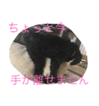 世界一かわいいモップと仲間たち（個別スタンプ：16）