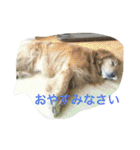 世界一かわいいモップと仲間たち（個別スタンプ：28）