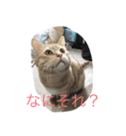 世界一かわいいモップと仲間たち（個別スタンプ：30）