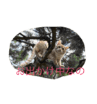 世界一かわいいモップと仲間たち（個別スタンプ：33）