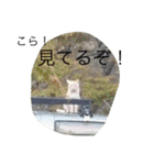 世界一かわいいモップと仲間たち（個別スタンプ：35）