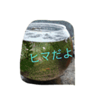 世界一かわいいモップと仲間たち（個別スタンプ：36）
