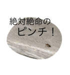 世界一かわいいモップと仲間たち（個別スタンプ：38）