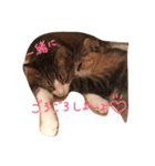 うちのくーとみー。（個別スタンプ：1）