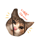 うちのくーとみー。（個別スタンプ：3）
