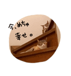 うちのくーとみー。（個別スタンプ：7）