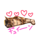 うちのくーとみー。（個別スタンプ：10）