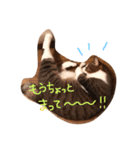 うちのくーとみー。（個別スタンプ：13）