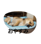 moka1（個別スタンプ：3）