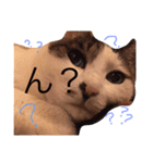 愉快なにゃんにゃんわんわん達（個別スタンプ：3）