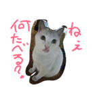 チョロゾウの我が儘すぎて 幸せ過ぎて（個別スタンプ：19）