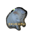 チョロゾウの我が儘すぎて 幸せ過ぎて（個別スタンプ：21）