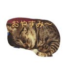 ポテのスタンプ（個別スタンプ：1）