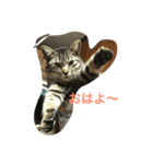 ポテのスタンプ（個別スタンプ：7）