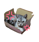 ビビ^._.^（個別スタンプ：3）