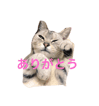 ビビ^._.^（個別スタンプ：8）