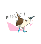 アオアシカツオドリのスタンプ（個別スタンプ：3）