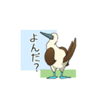 アオアシカツオドリのスタンプ（個別スタンプ：4）