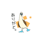 アオアシカツオドリのスタンプ（個別スタンプ：13）