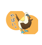 アオアシカツオドリのスタンプ（個別スタンプ：33）