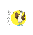 アオアシカツオドリのスタンプ（個別スタンプ：34）