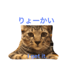 ネコ写真シンプル日常2（個別スタンプ：13）