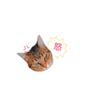 我が家の二匹の猫（個別スタンプ：1）